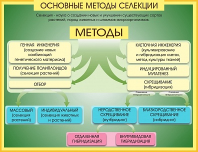 СТЕНД "МЕТОДЫ СЕЛЕКЦИИ И БИОТЕХНОЛОГИИ"
