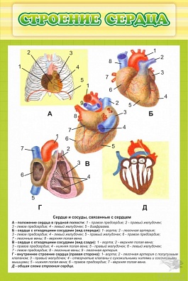 СТЕНД "СТРОЕНИЕ СЕРДЦА"
