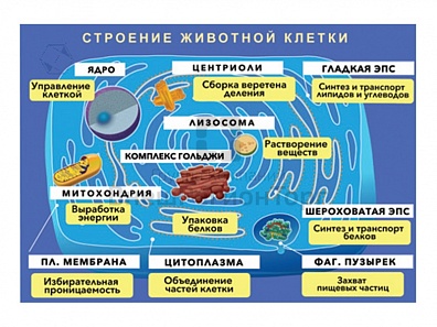 ПЛАКАТ МАГНИТНЫЙ "СТРОЕНИЕ ЖИВОТНОЙ КЛЕТКИ"