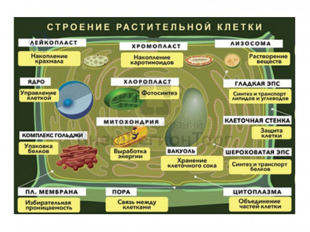 ПЛАКАТ МАГНИТНЫЙ "СТРОЕНИЕ РАСТИТЕЛЬНОЙ КЛЕТКИ"