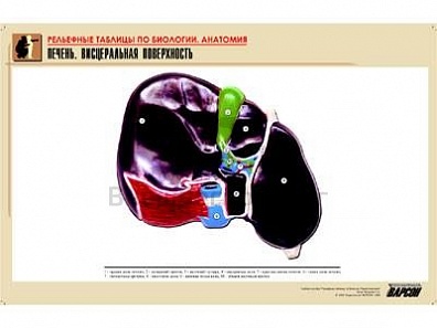 РЕЛЬЕФНАЯ ТАБЛИЦА "ПЕЧЕНЬ. ВИСЦЕРАЛЬНАЯ ПОВЕРХНОСТЬ", А1