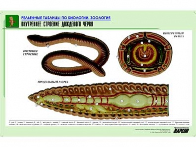 РЕЛЬЕФНАЯ ТАБЛИЦА "ВНУТРЕННЕЕ СТРОЕНИЕ ДОЖДЕВОГО ЧЕРВЯ", А1