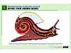 РЕЛЬЕФНАЯ ТАБЛИЦА "ВНУТРЕННЕЕ СТРОЕНИЕ БРЮХОНОГОГО МОЛЛЮСКА", А1