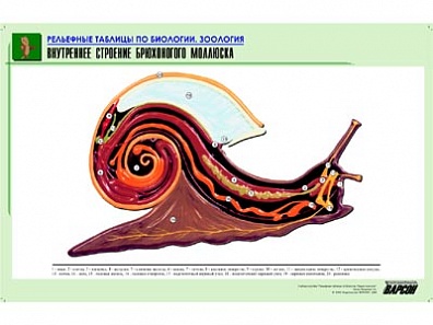 РЕЛЬЕФНАЯ ТАБЛИЦА "ВНУТРЕННЕЕ СТРОЕНИЕ БРЮХОНОГОГО МОЛЛЮСКА", А1
