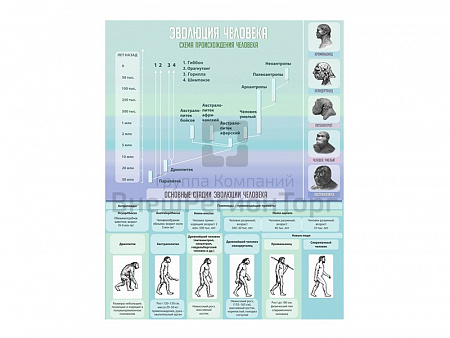 СТЕНД "ЭВОЛЮЦИЯ ЧЕЛОВЕКА", 80Х100 СМ.