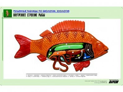 РЕЛЬЕФНАЯ ТАБЛИЦА "ВНУТРЕННЕЕ СТРОЕНИЕ РЫБЫ", А1