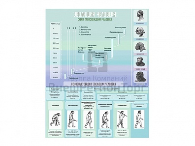 СТЕНД "ЭВОЛЮЦИЯ ЧЕЛОВЕКА", 80Х100 СМ.