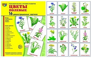 Демонстрационные картинки "Цветы полевые"