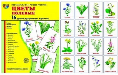 Демонстрационные картинки "Цветы полевые"