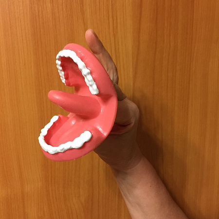 Муляж артикуляционного аппарата