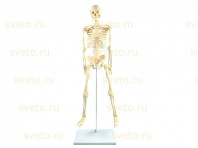 СКЕЛЕТ ЧЕЛОВЕКА НА ШТАТИВЕ, 85 СМ