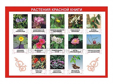 ТАБЛИЦА ДЕМОНСТРАЦИОННАЯ "РАСТЕНИЯ КРАСНОЙ КНИГИ" (ВИНИЛ 100Х140)