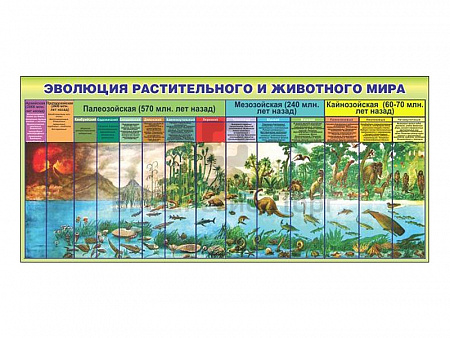 СТЕНД "ЭВОЛЮЦИЯ РАСТИТЕЛЬНОГО И ЖИВОТНОГО МИРА"