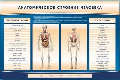 ЭЛЕКТРИФИЦИРОВАННЫЙ СТЕНД-ТРЕНАЖЕР C МАКЕТОМ СКЕЛЕТА "АНАТОМИЧЕСКОЕ СТРОЕНИЕ ЧЕЛОВЕКА"