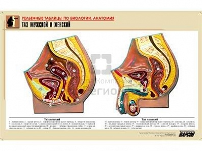 РЕЛЬЕФНАЯ ТАБЛИЦА "ТАЗ МУЖСКОЙ И ЖЕНСКИЙ", А1