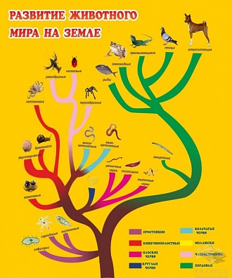 СТЕНД "РАЗВИТИЕ ЖИВОТНОГО МИРА НА ЗЕМЛЕ"