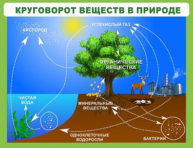 СТЕНД "КРУГОВОРОТ ВЕЩЕСТВ"
