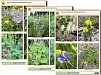 КОМПЛЕКТ ТАБЛИЦ ПО БОТАНИКЕ "МНОГООБРАЗИЕ РАСТЕНИЙ. ПРИДОРОЖНЫЕ И СОРНЫЕ" А4, 16 ШТ.