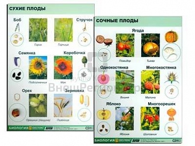 КОЛЛЕКЦИЯ "СЕМЕНА И ПЛОДЫ"