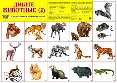 Демонстрационные картинки "Дикие животные - 2"
