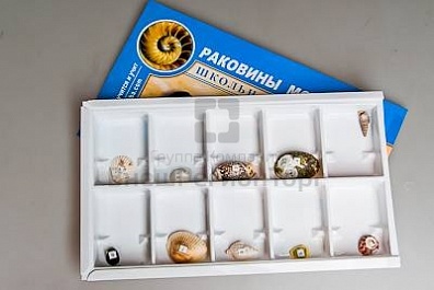 КОЛЛЕКЦИЯ "РАКОВИНЫ МОЛЛЮСКОВ"