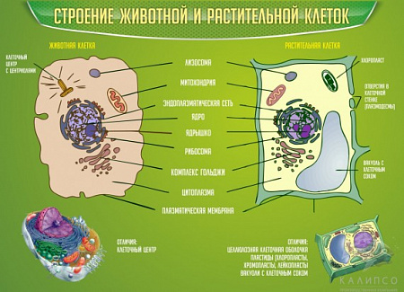 СТЕНД "СТРОЕНИЕ ЖИВОТНОЙ И РАСТИТЕЛЬНОЙ КЛЕТОК"
