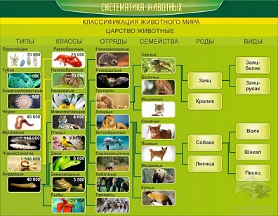 СТЕНД "СИСТЕМАТИКА ЖИВОТНЫХ"
