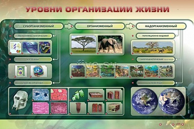 ЭЛЕКТРИФИЦИРОВАННЫЙ СТЕНД "УРОВНИ ОРГАНИЗАЦИИ ЖИЗНИ"