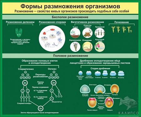 СТЕНД "ФОРМЫ РАЗМНОЖЕНИЯ ОРГАНИЗМОВ"