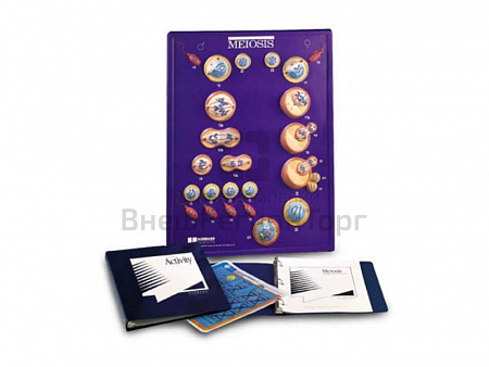 УЧЕБНЫЙ НАБОР ДЛЯ ИЗУЧЕНИЯ МЕЙОЗА