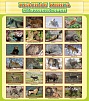 СТЕНД "КРАСНАЯ КНИГА - МЛЕКОПИТАЮЩИЕ"