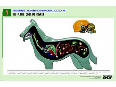 РЕЛЬЕФНАЯ ТАБЛИЦА "ВНУТРЕННЕЕ СТРОЕНИЕ СОБАКИ", А1