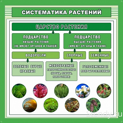 СТЕНД "СИСТЕМАТИКА РАСТЕНИЙ"