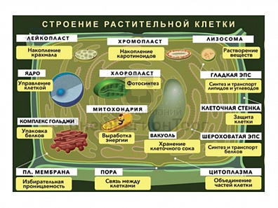 ПЛАКАТ МАГНИТНЫЙ "СТРОЕНИЕ РАСТИТЕЛЬНОЙ КЛЕТКИ"