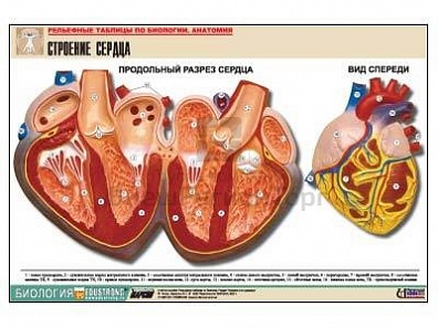 РЕЛЬЕФНАЯ ТАБЛИЦА "СТРОЕНИЕ СЕРДЦА", А1